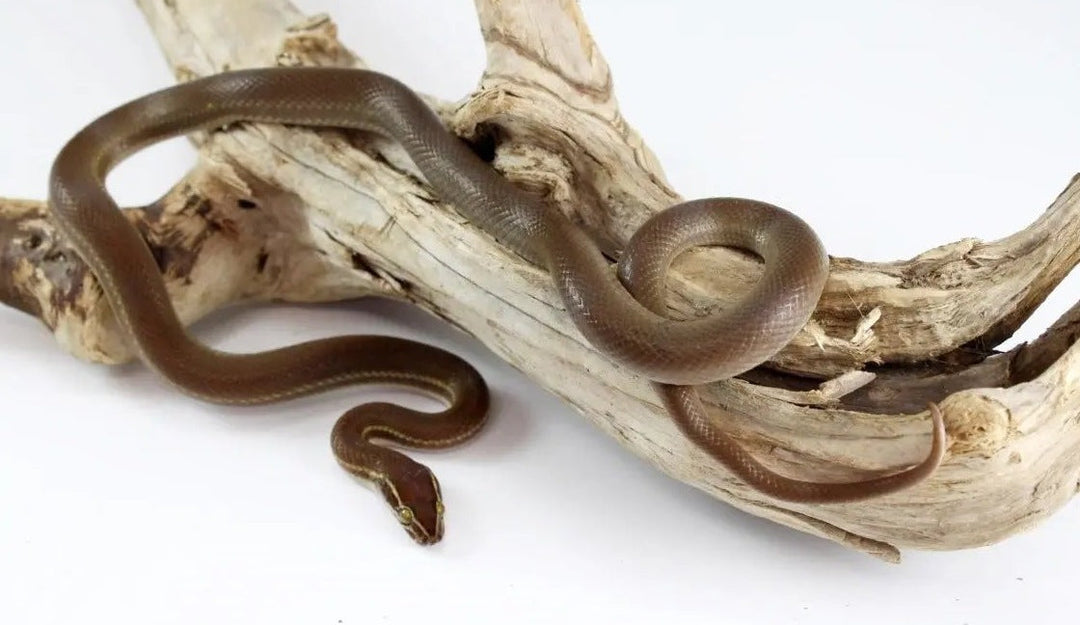 African House Snake Care Sheet