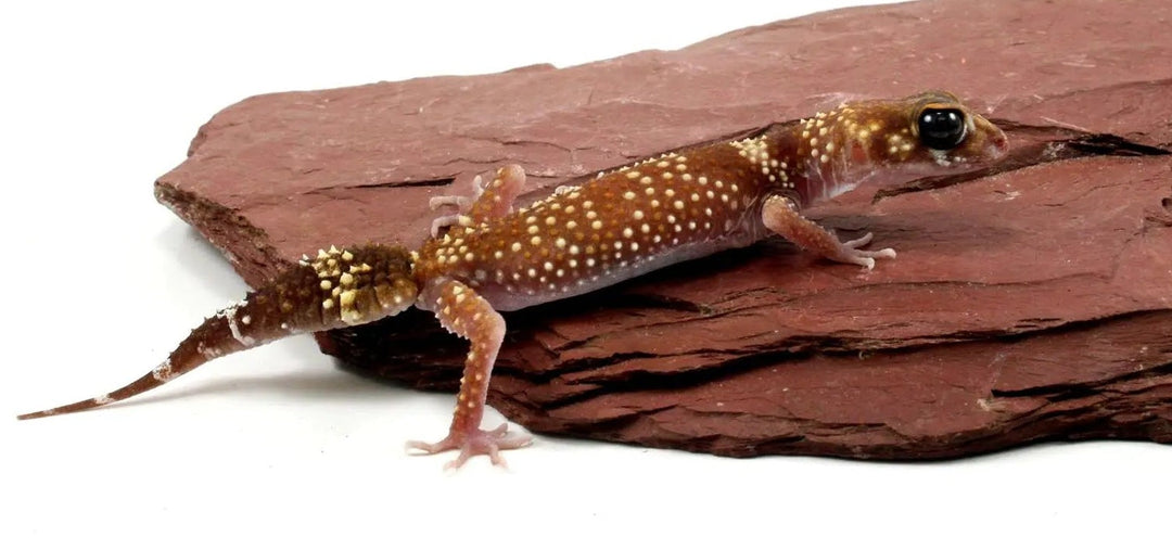 Barking Gecko Care Sheet