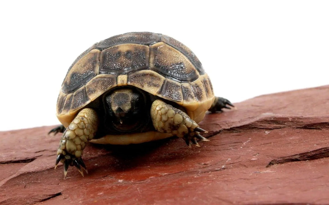 Black Greek Tortoise Care Sheet