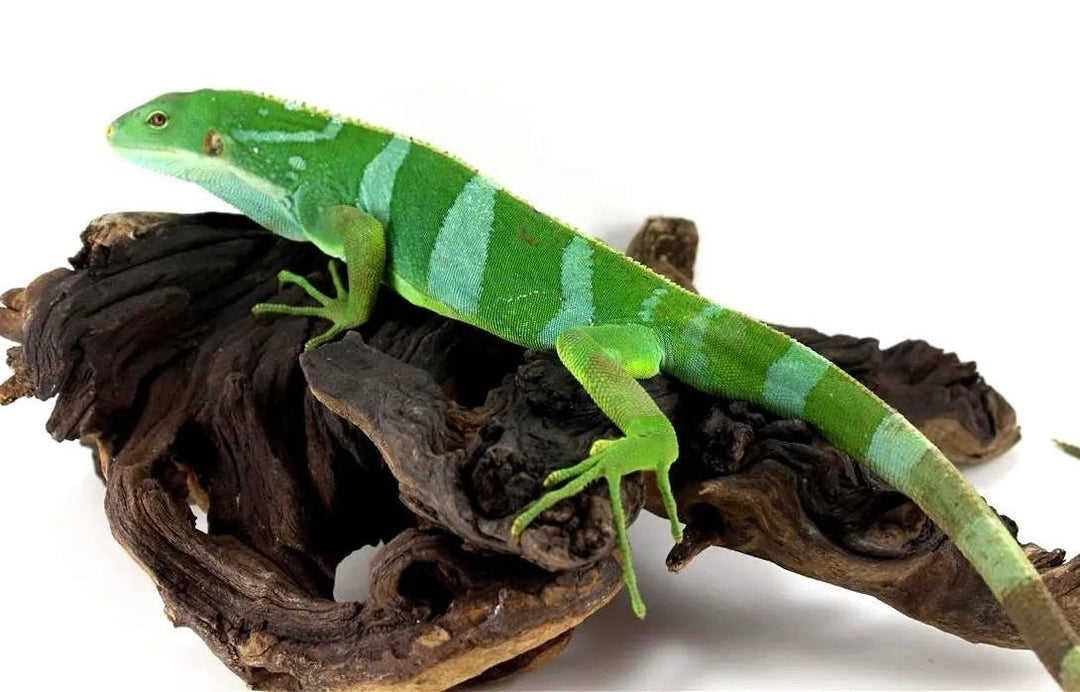 Fiji Iguana Care Sheet
