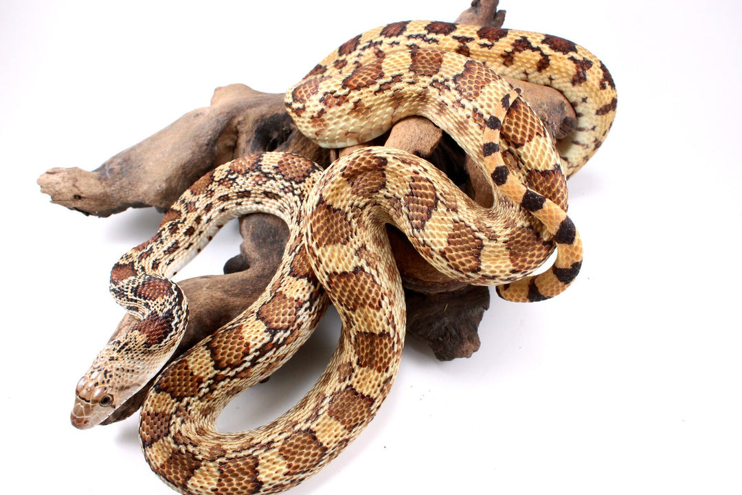 Gopher Snake Care Sheet