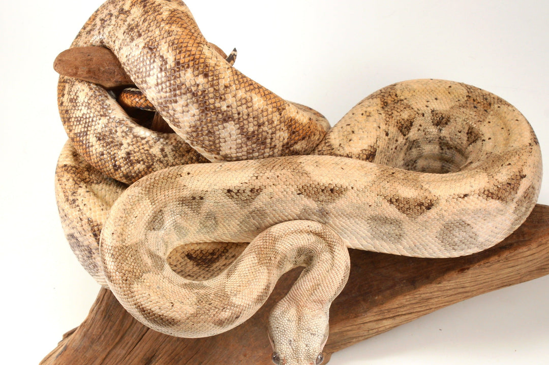 Hogg Island Boa Care Sheet