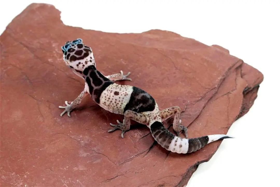West Indian Leopard Gecko Care Sheet
