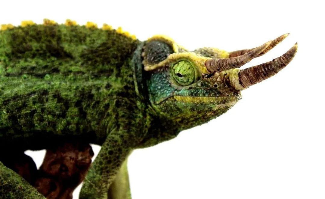 Jackson's Chameleon Care Sheet