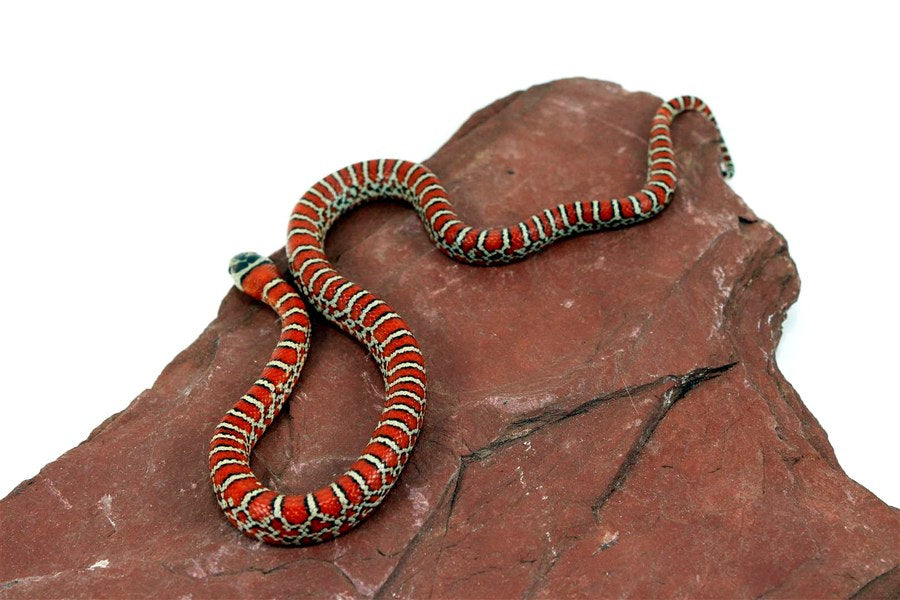 Kingsnake Care Sheet