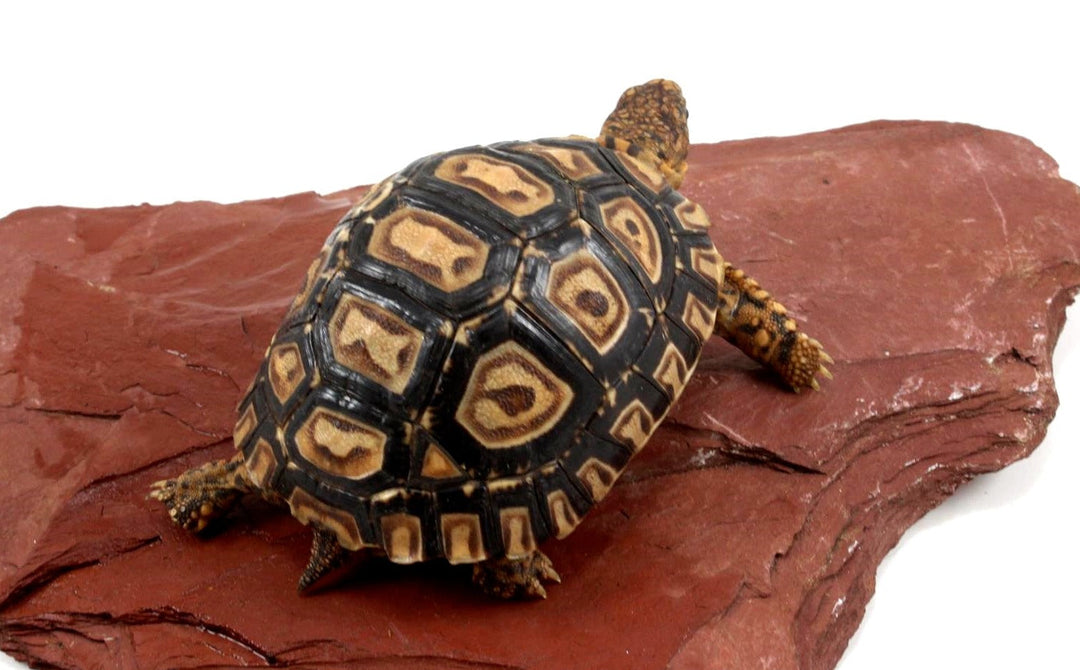 Leopard Tortoise Care Sheet