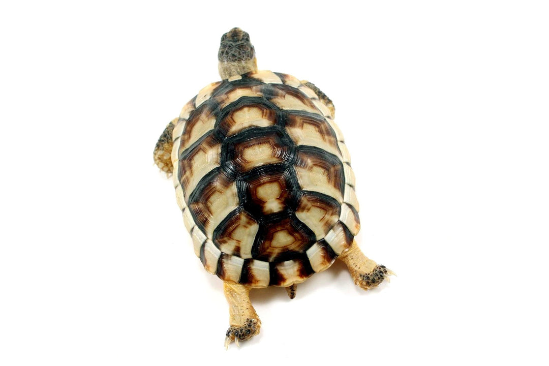 Marginated Tortoise Care Sheet