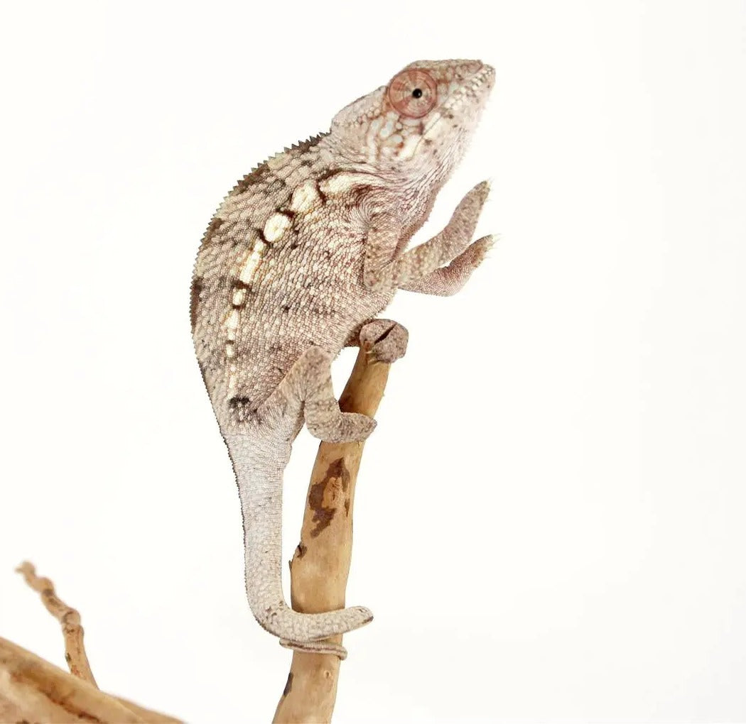Panther Chameleon Care Sheet