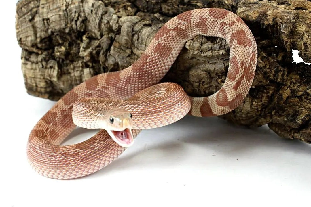 Pinesnake Care Sheet