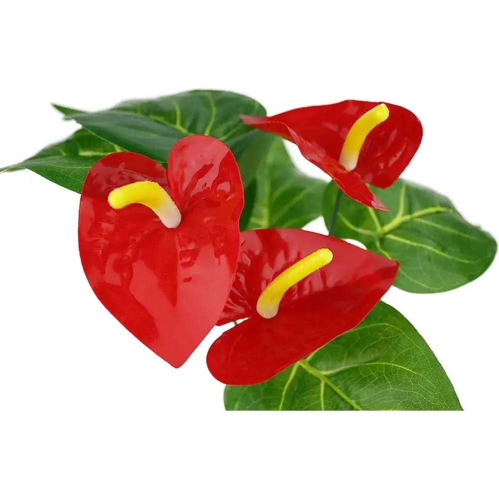 Komodo Anthurium Plant