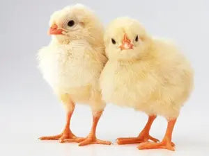 130655893317888020081288065977_470x353_baby-chicks-md_2