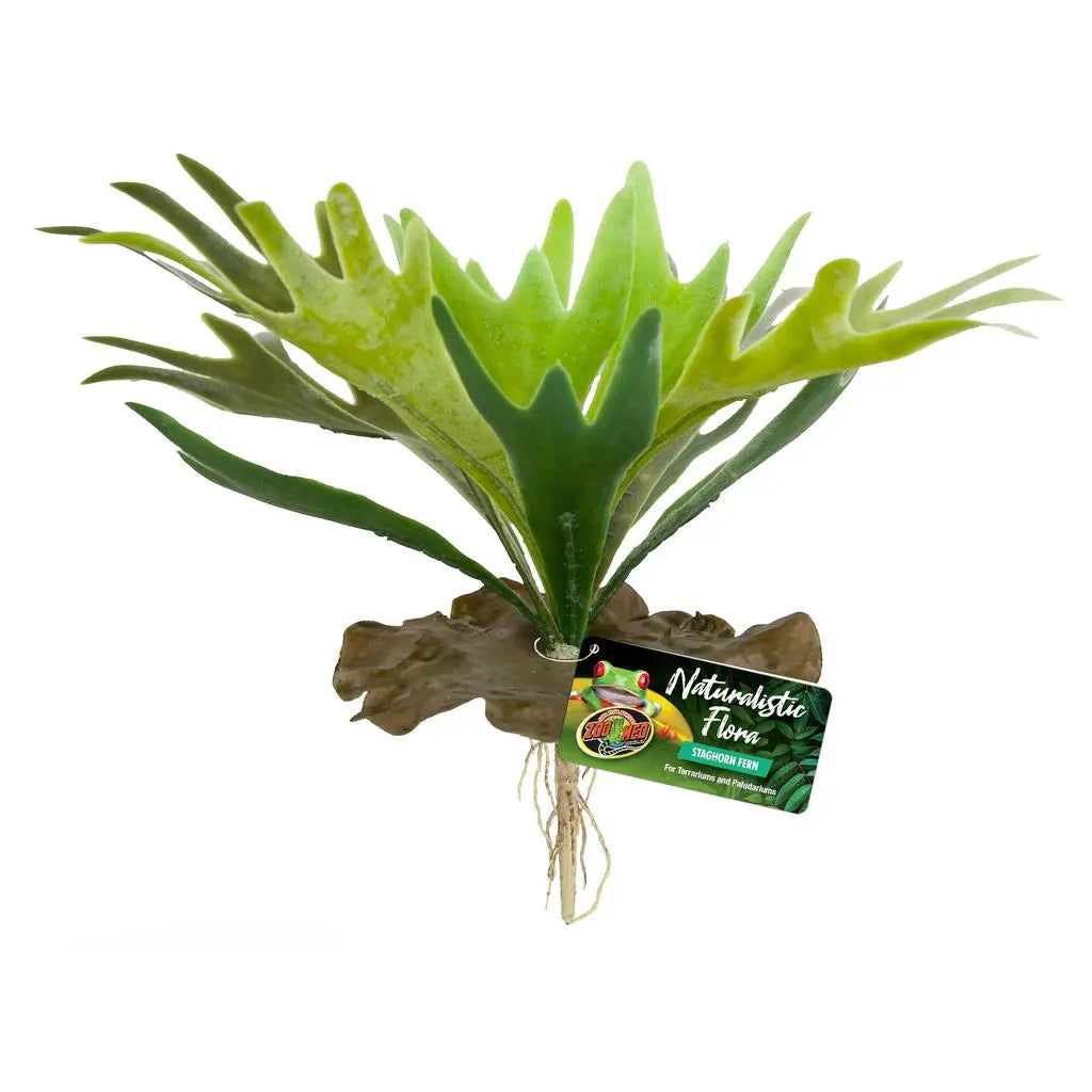 ZM Staghorn Fern Zoo Med