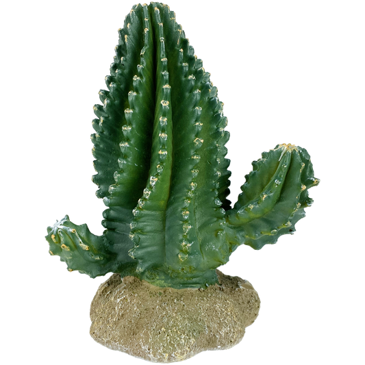 Komodo Columnar Cactus Komodo