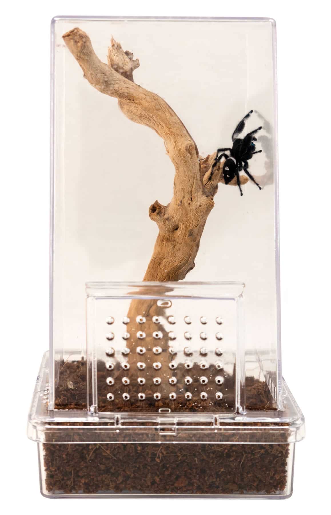 ZM Creatures Jumping Spider Kit