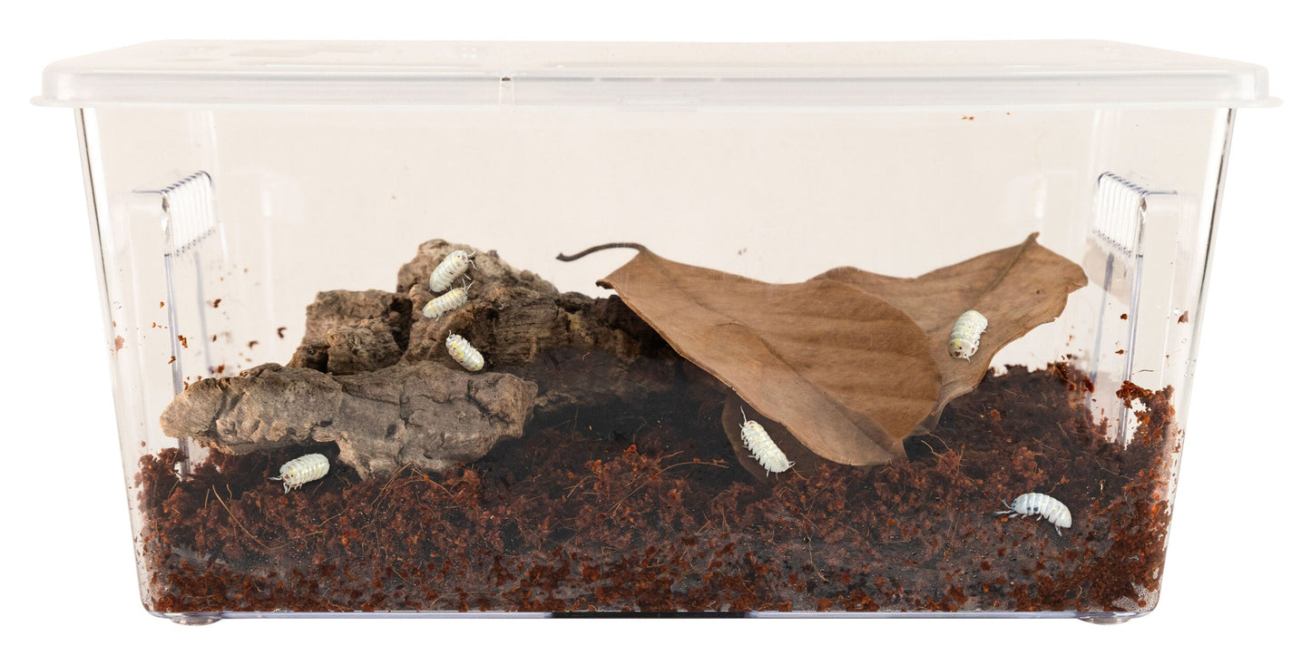 Creatures Roly Poly Kit – Isopod Habitat Zoo Med