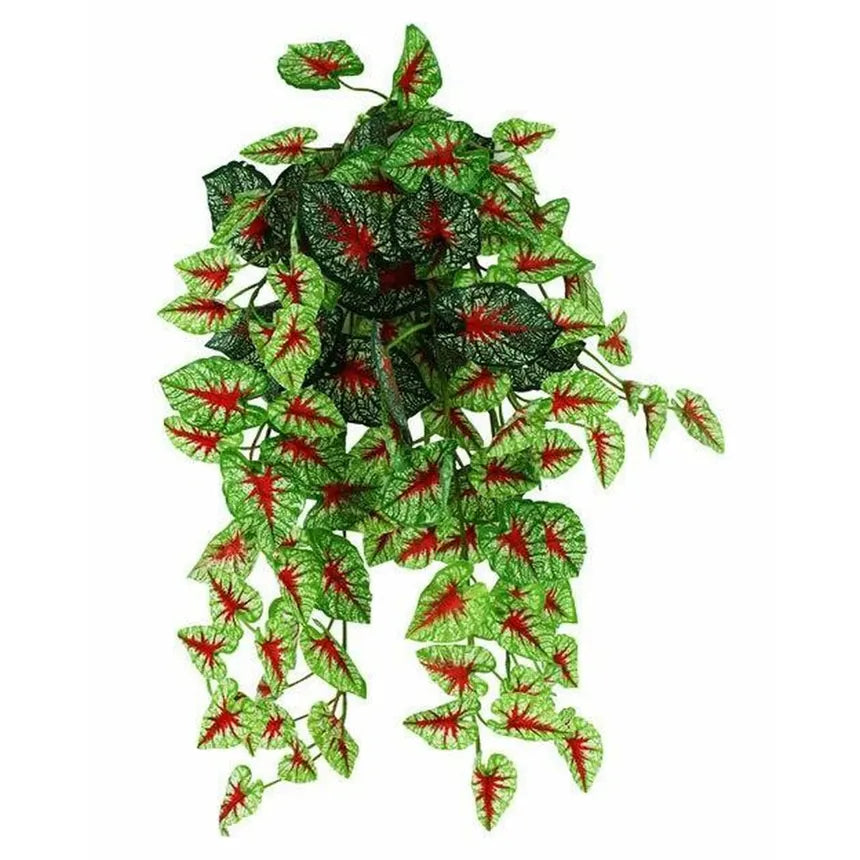 Pangea Hanging Bush Caladium Pangea