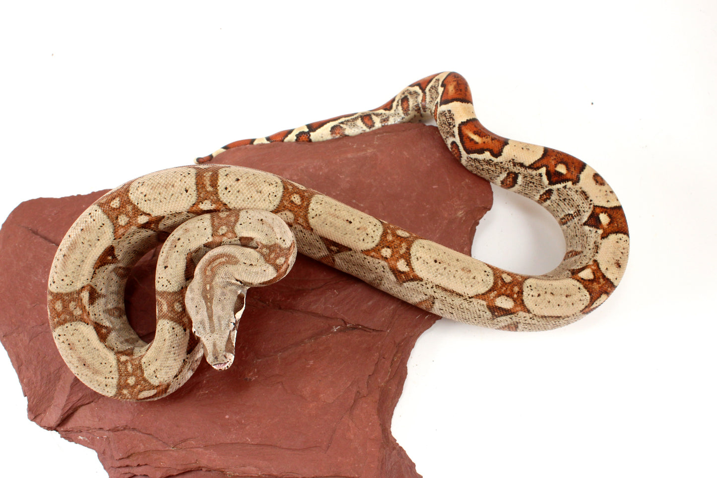 Jungle h. VPI Colombian Boa