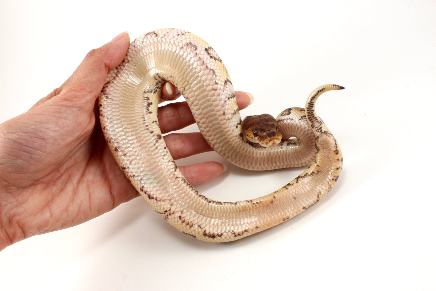 Yellow Belly Clown Ball Python