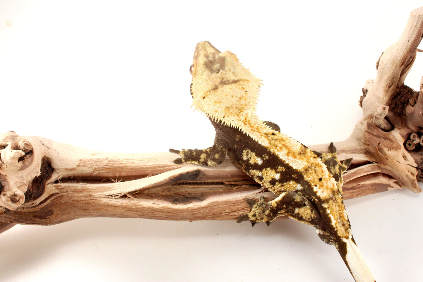 Extreme Harlequin Tricolor Crested Gecko