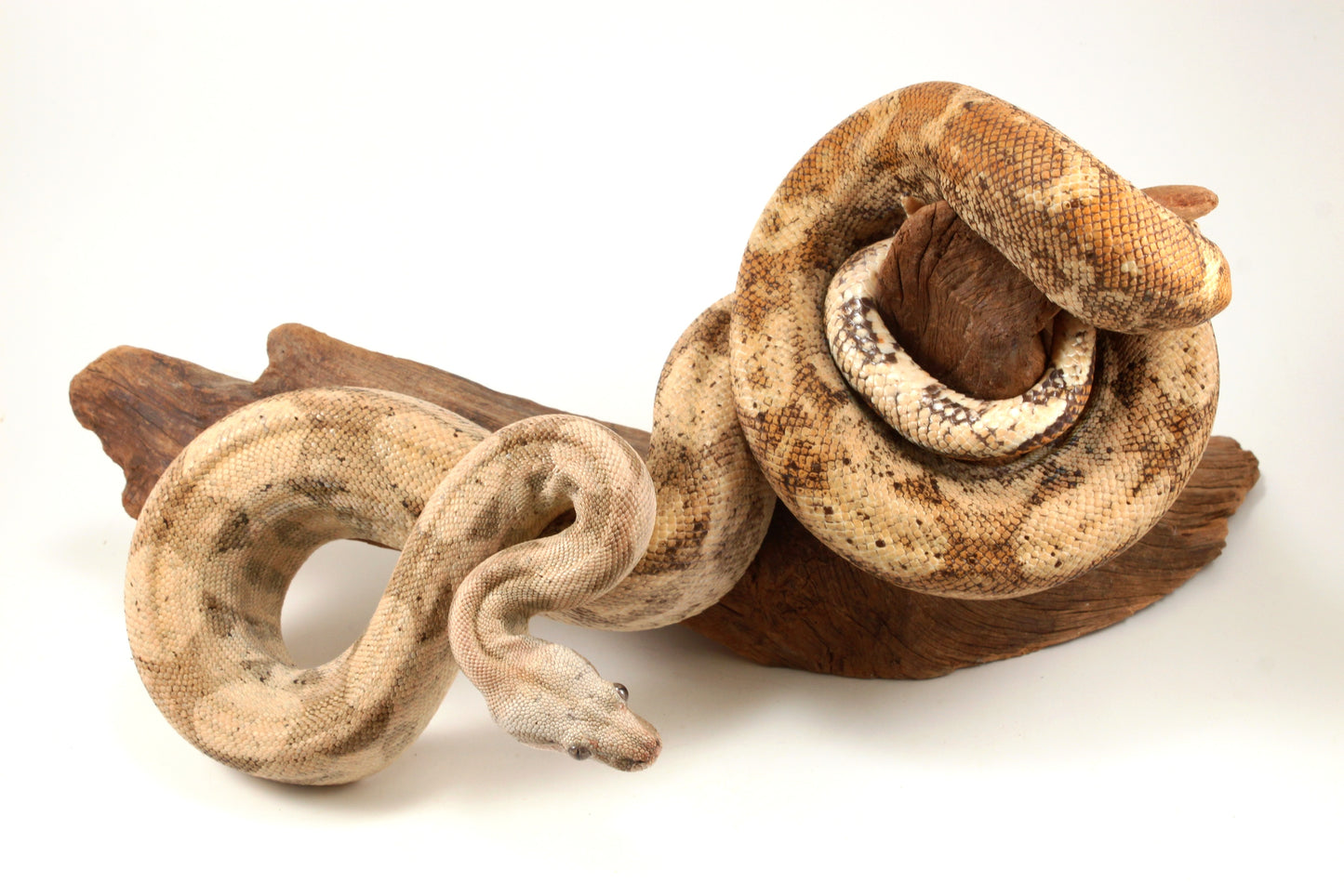 Hogg Island Boa