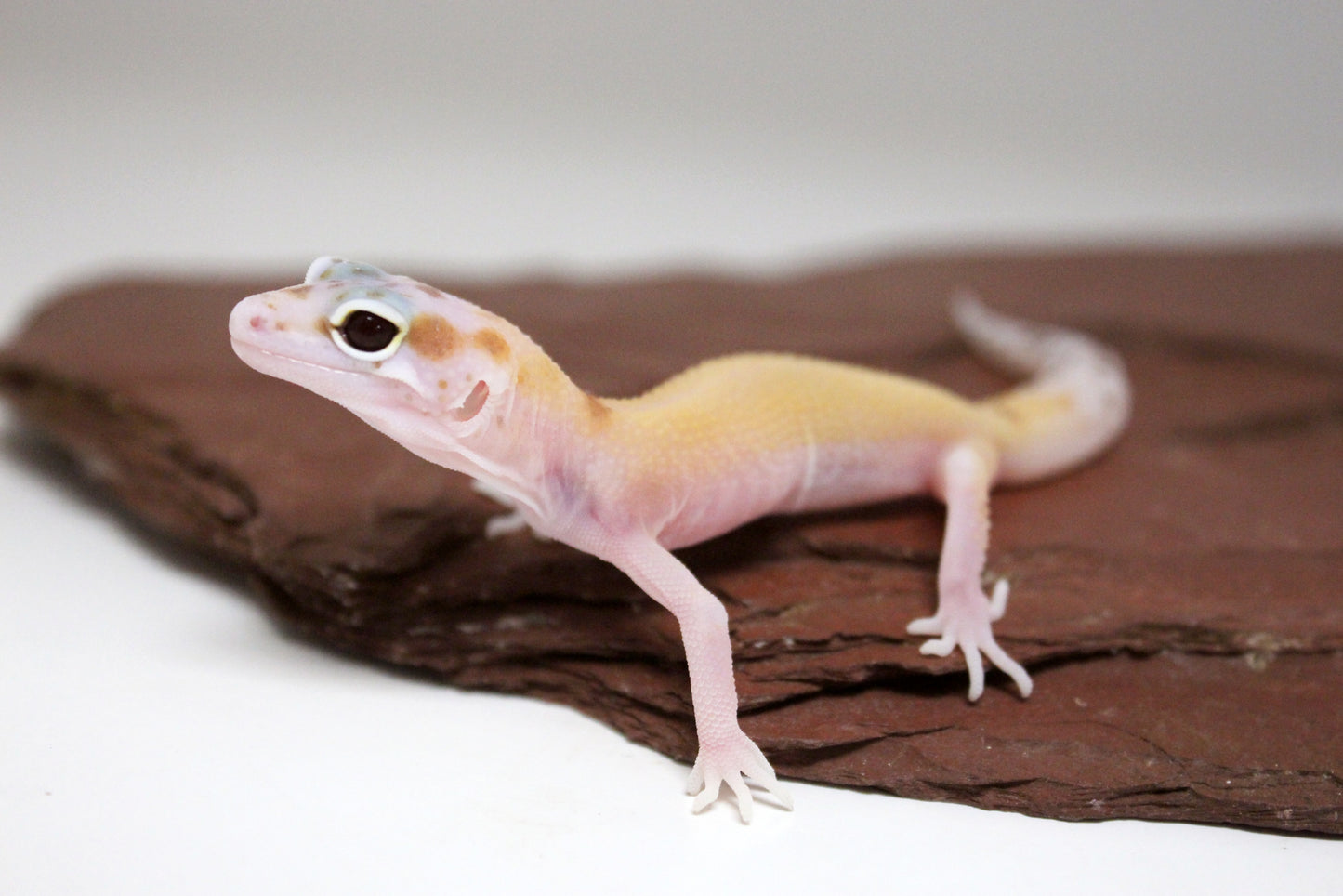 Mack Snow RAPTOR Leopard Gecko