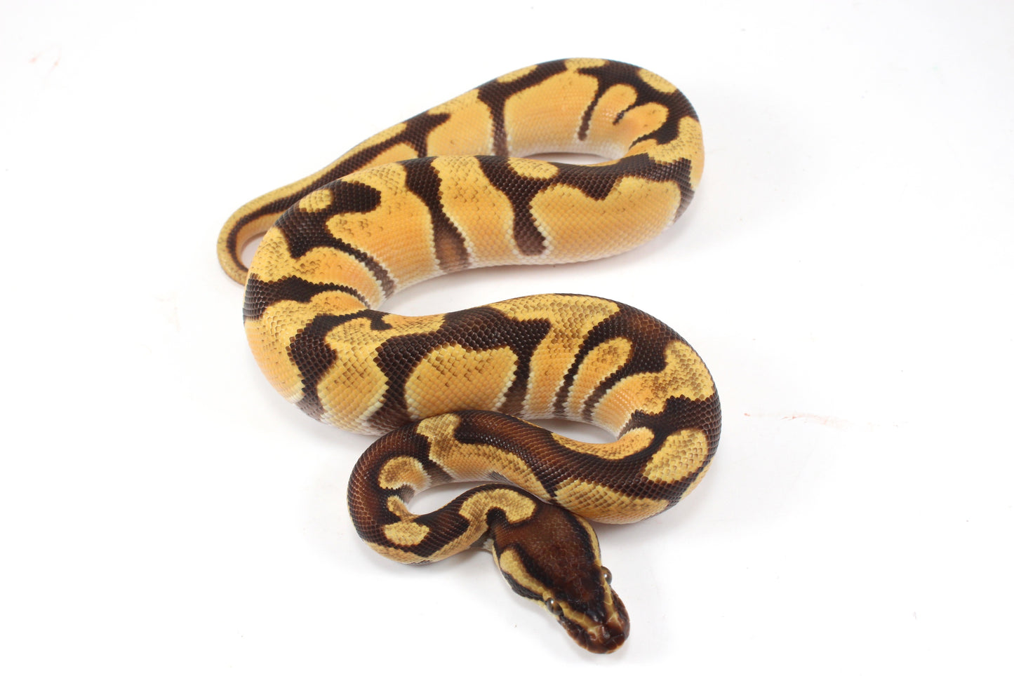 Super Orange Dream Enchi Yellow Belly Ball Python