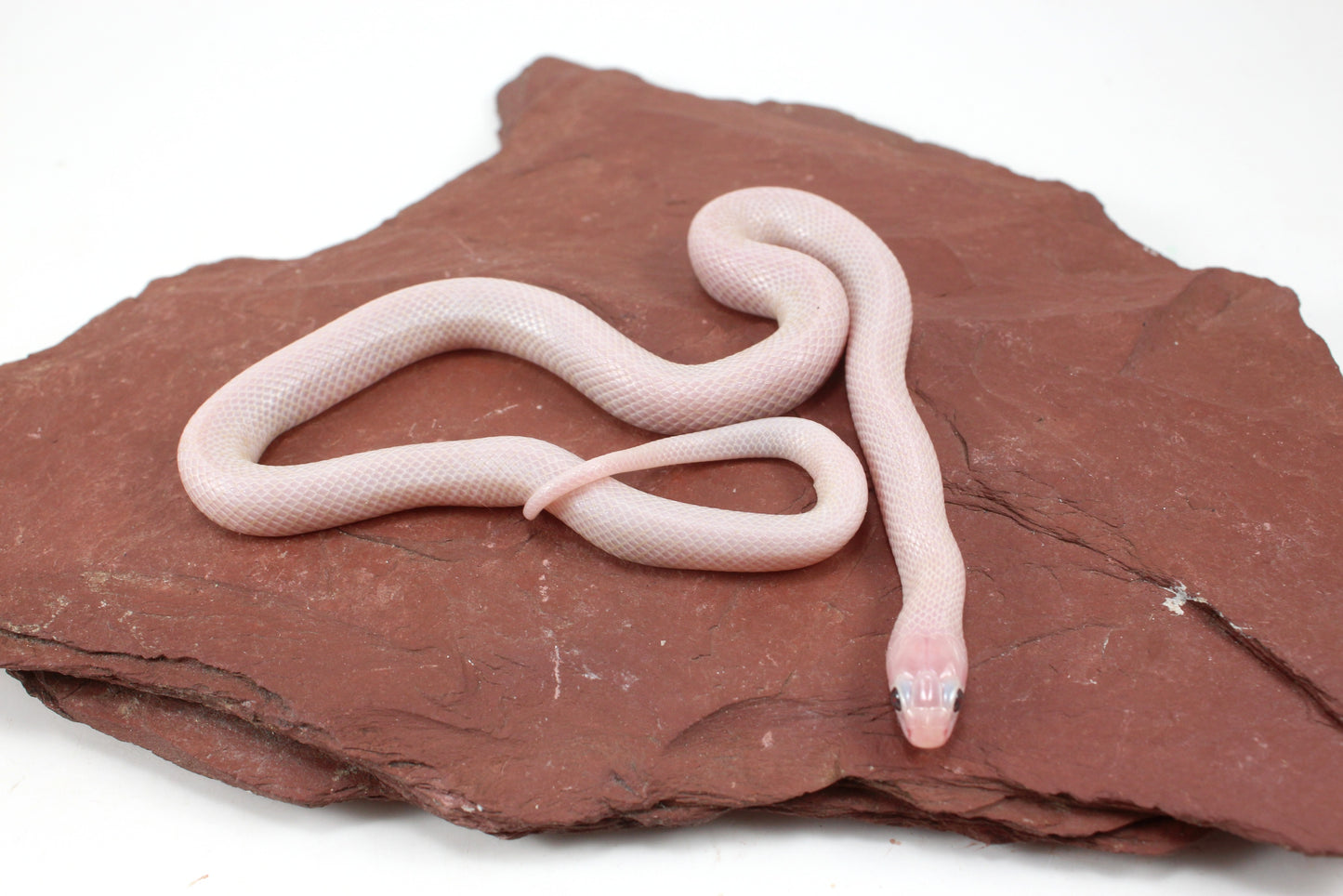Jelly Ghost Florida Kingsnake