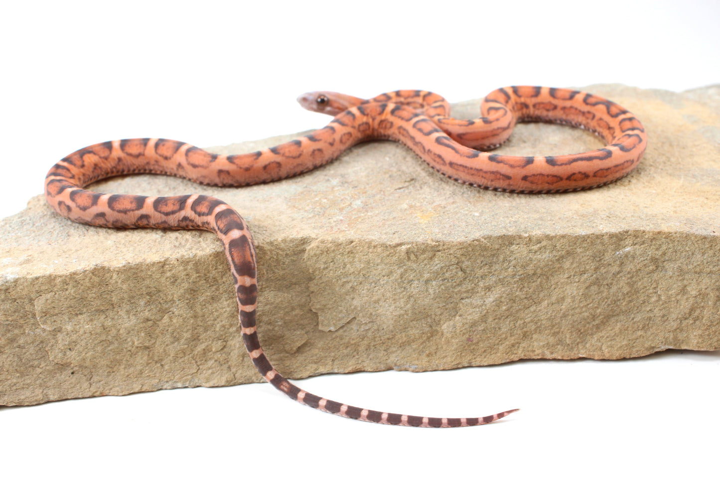 Scaleless Okeetee Corn Snake