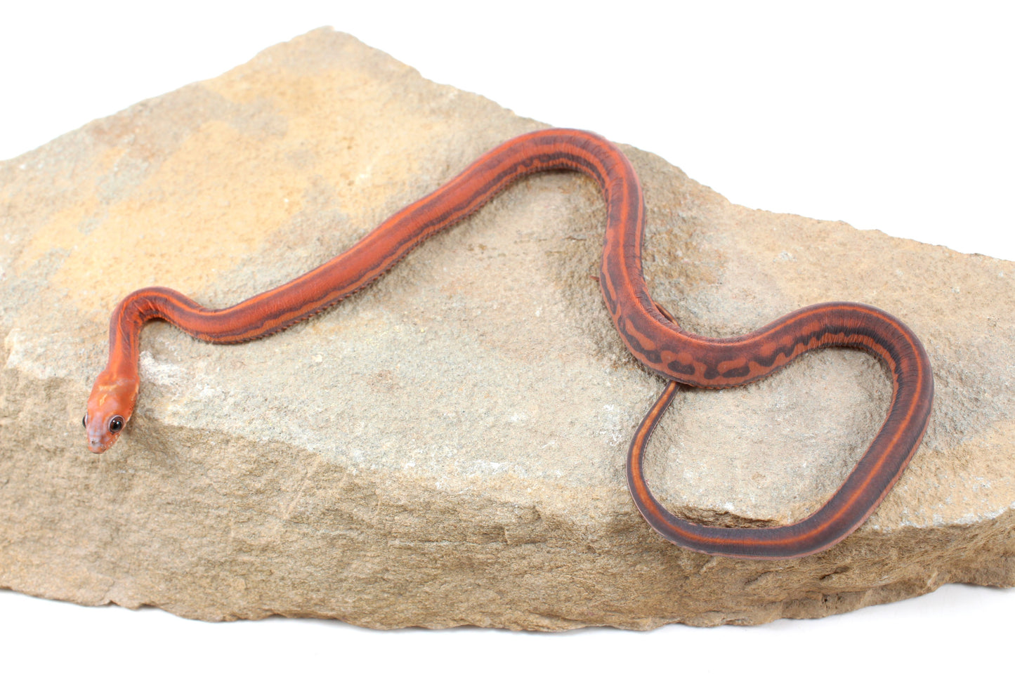 Scaleless Tessera Corn Snake