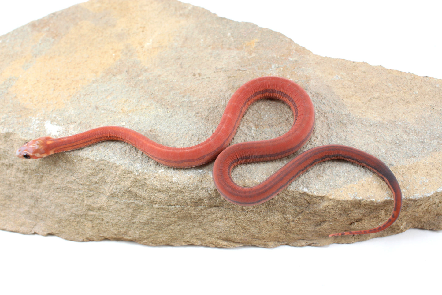 Scaleless Tessera h. Anery Corn Snake