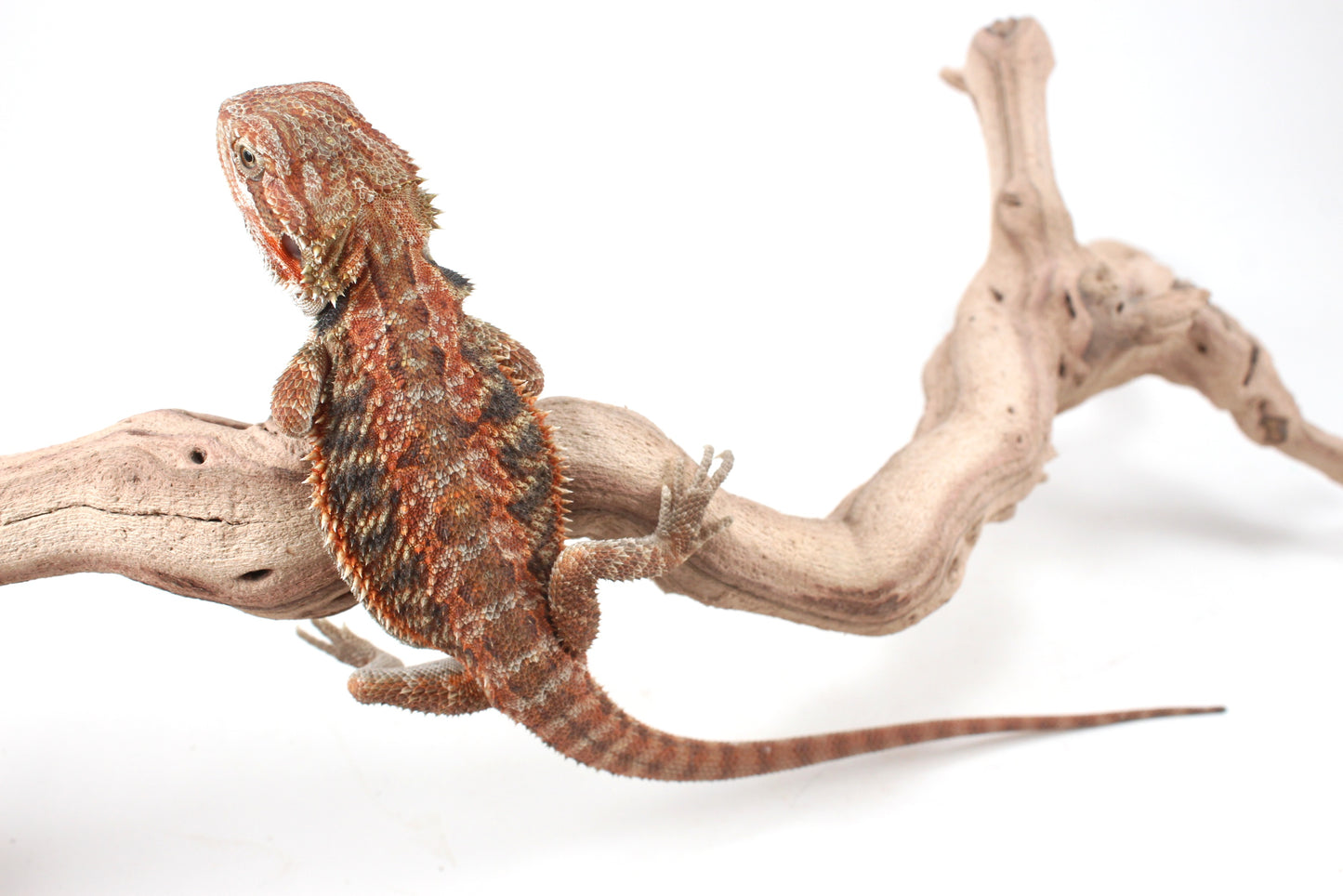 Hypo Orange Tiger Blue Bar Bearded Dragon