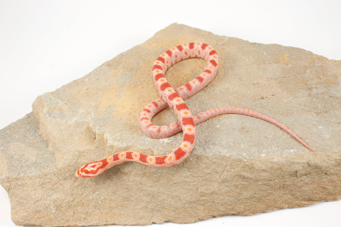 Amel Corn Snake