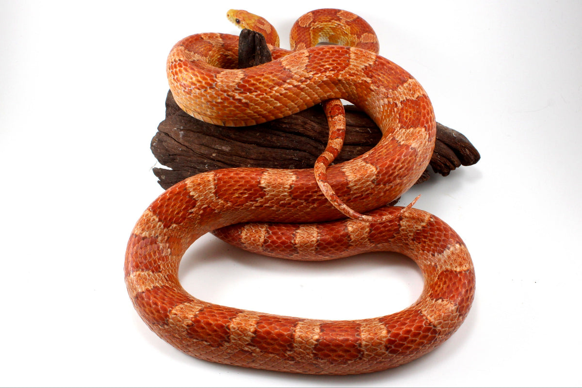 Amel Corn Snake