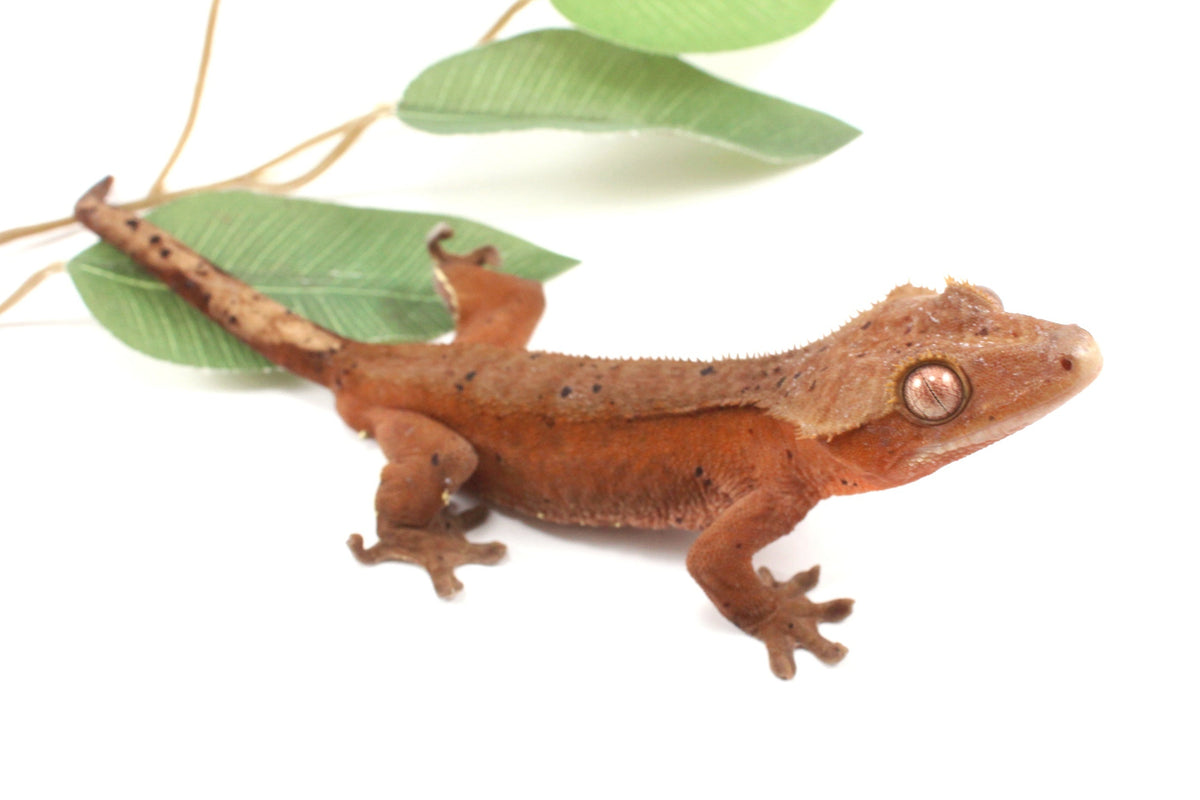 Red Phantom Dalmatian Crested Gecko