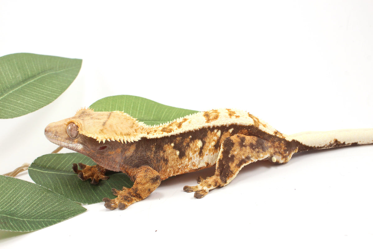 Extreme Harlequin Crested Gecko
