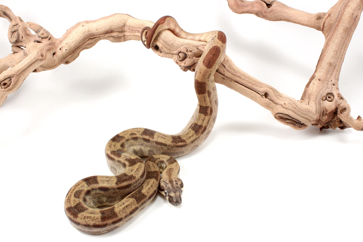 Hypo Motley h. VPI Colombian Boa