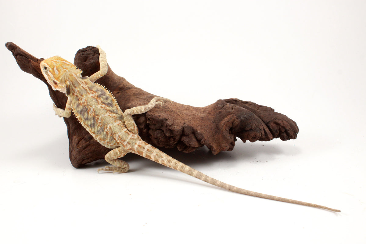 Hypo Leatherback Citrus Tiger Bearded Dragon