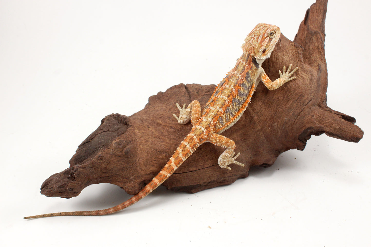 Hypo Tiger Extreme Blue Bar Bearded Dragon