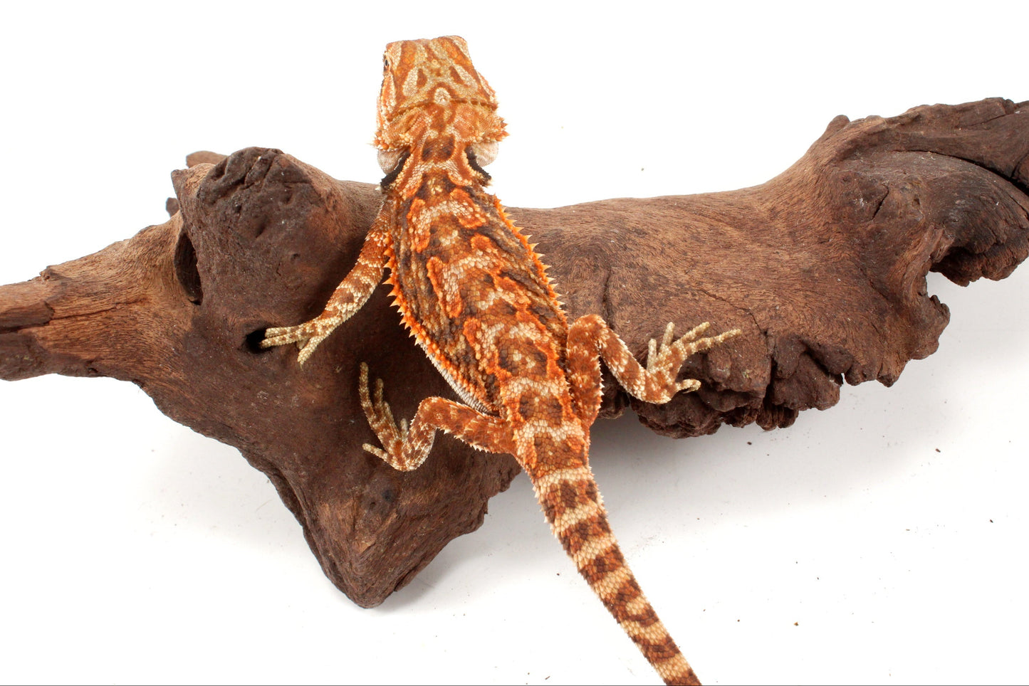 Red Tiger 50% Red Monster Bearded Dragon