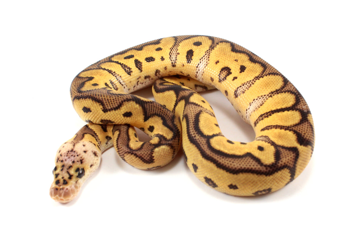Pastel Clown Ball Python