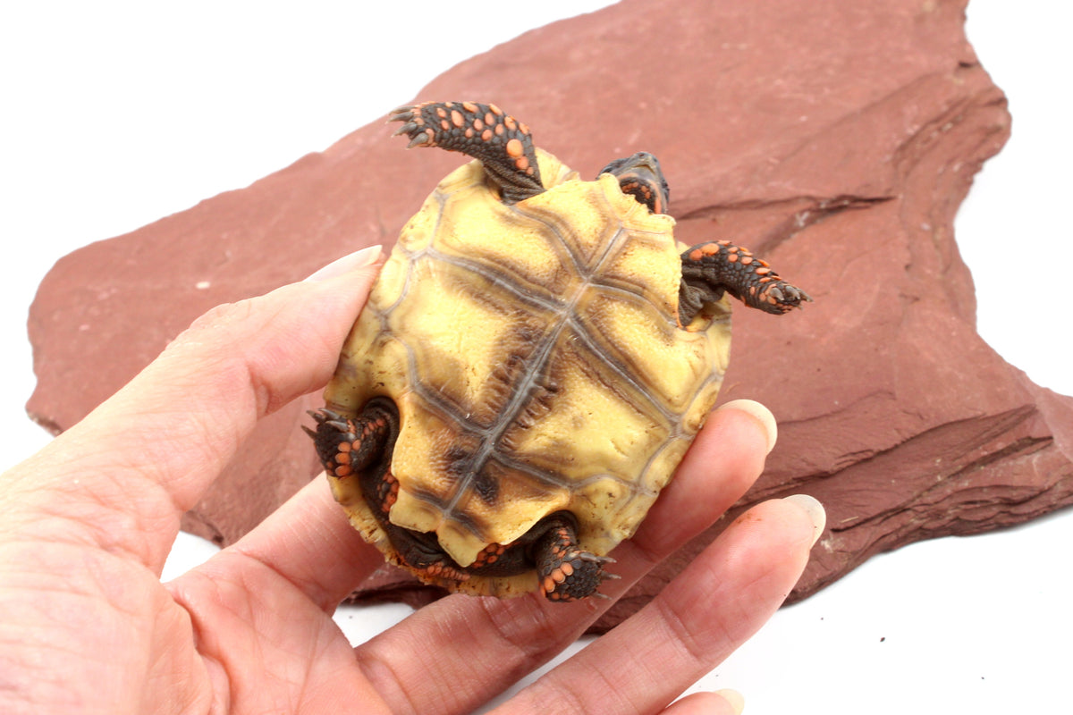 Red Foot Tortoise