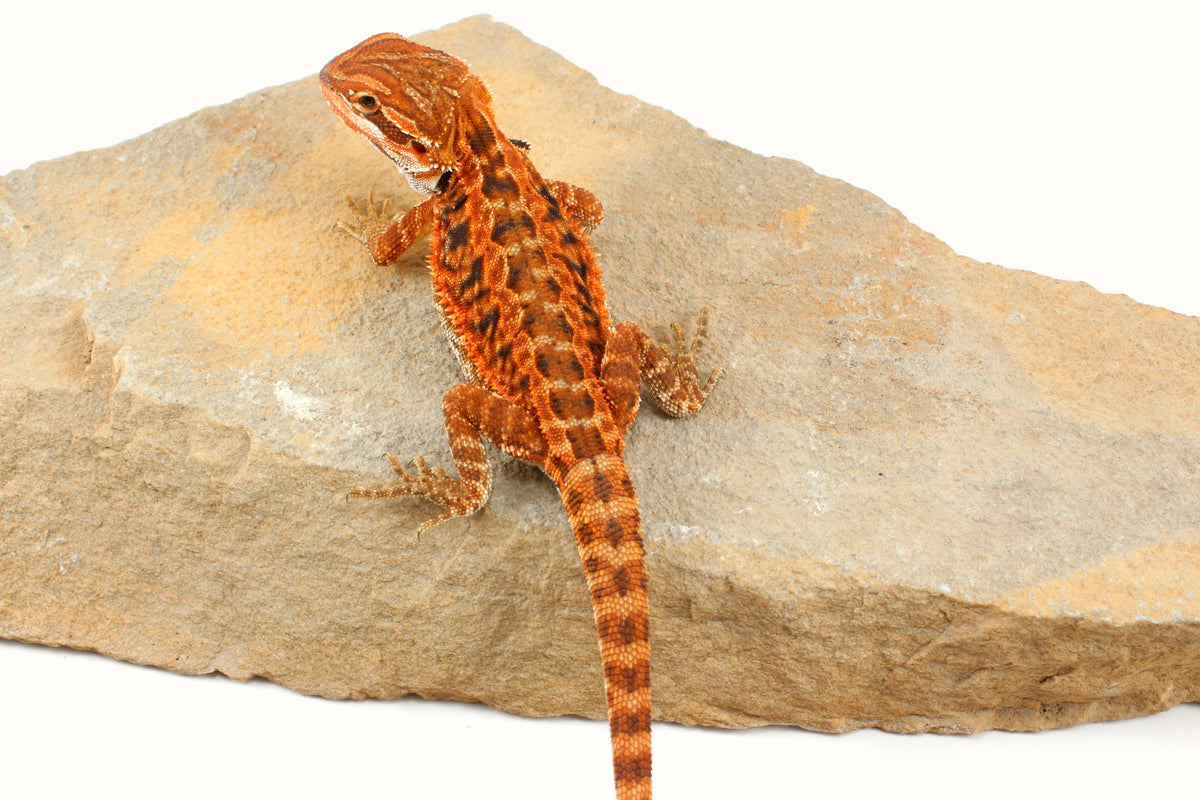 Red Tiger Leatherback Bearded Dragon
