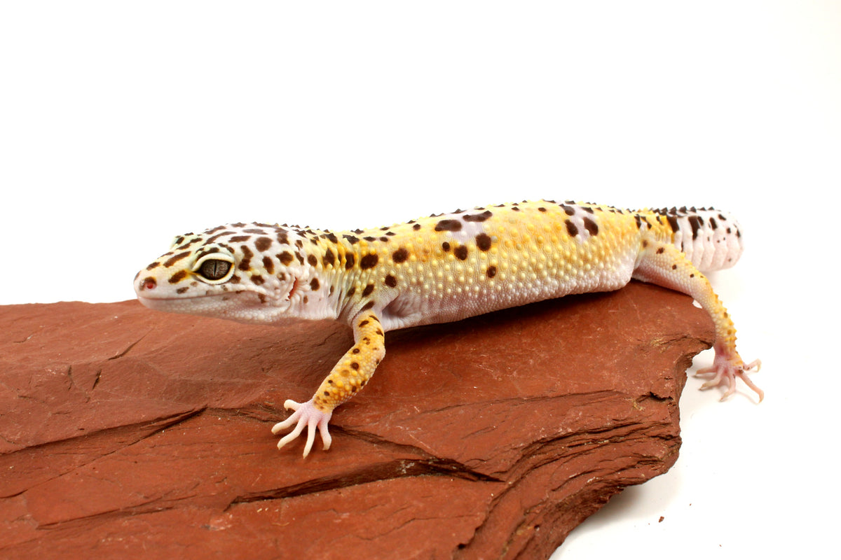 High Yellow Leopard Gecko