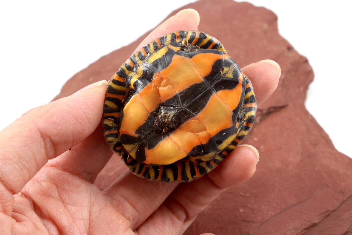 Ornate Wood Turtle