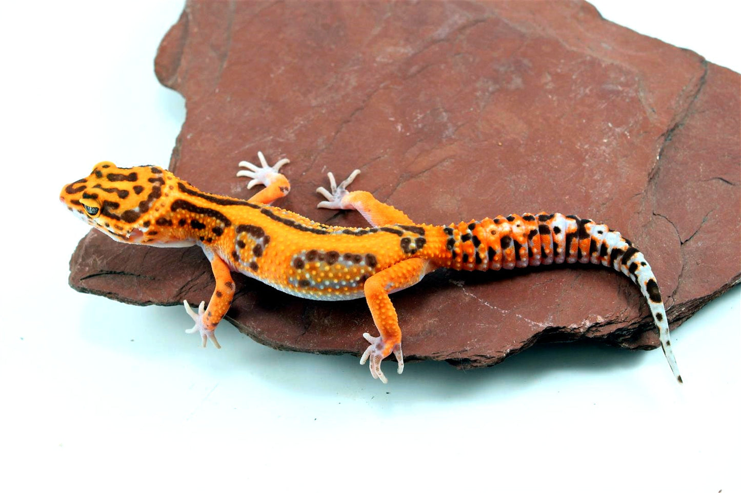 Jungle Red Diamond Leopard Gecko All Reptiles