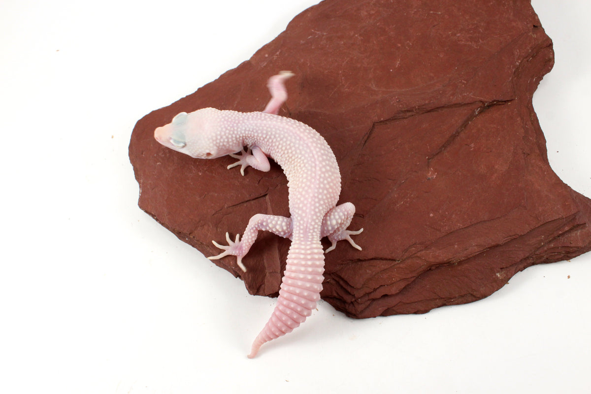 Snow Diablo Blanco Leopard Gecko
