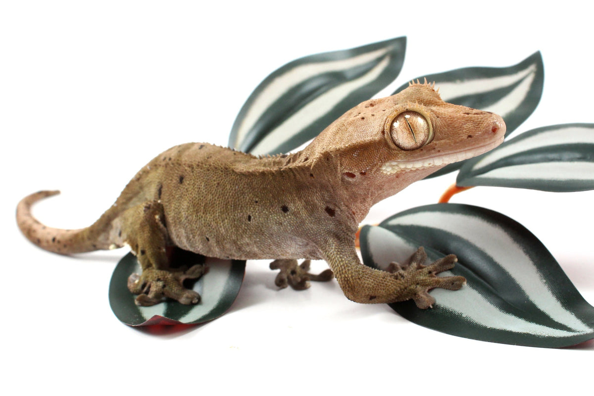 Super Dalmatian Crested Gecko