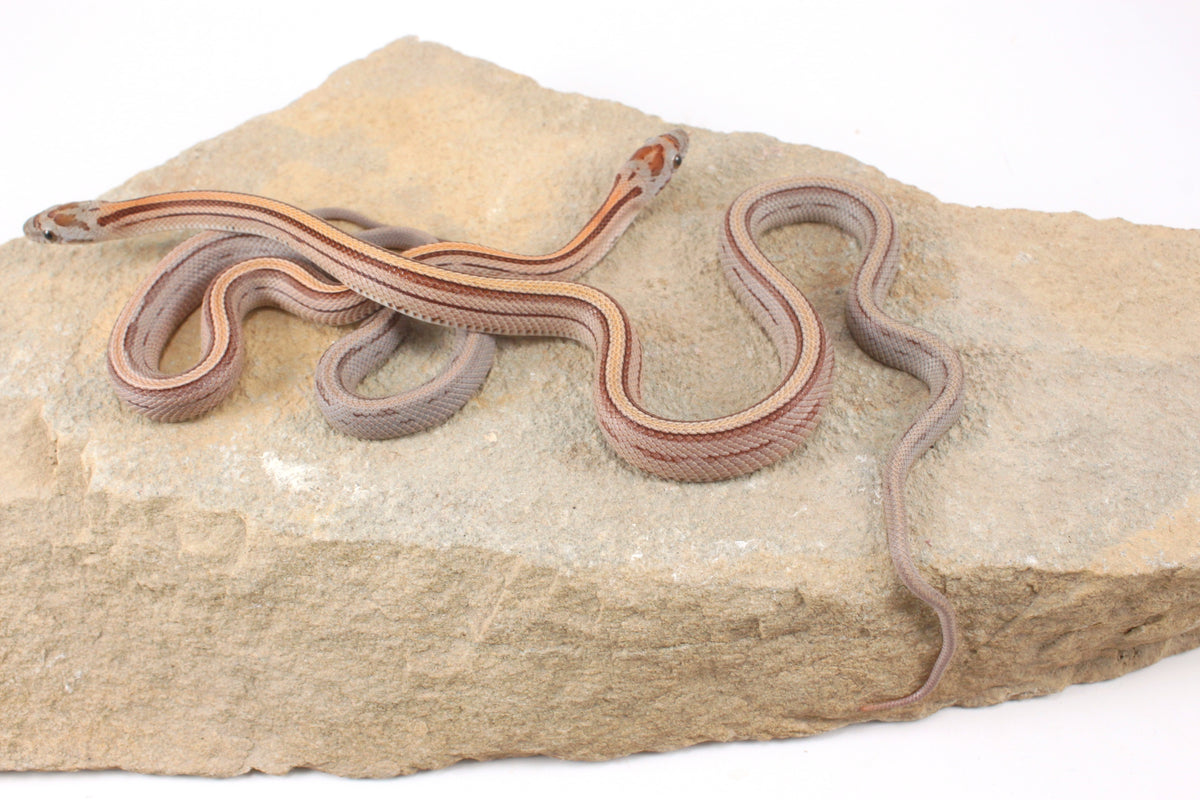 Striped Corn Snake
