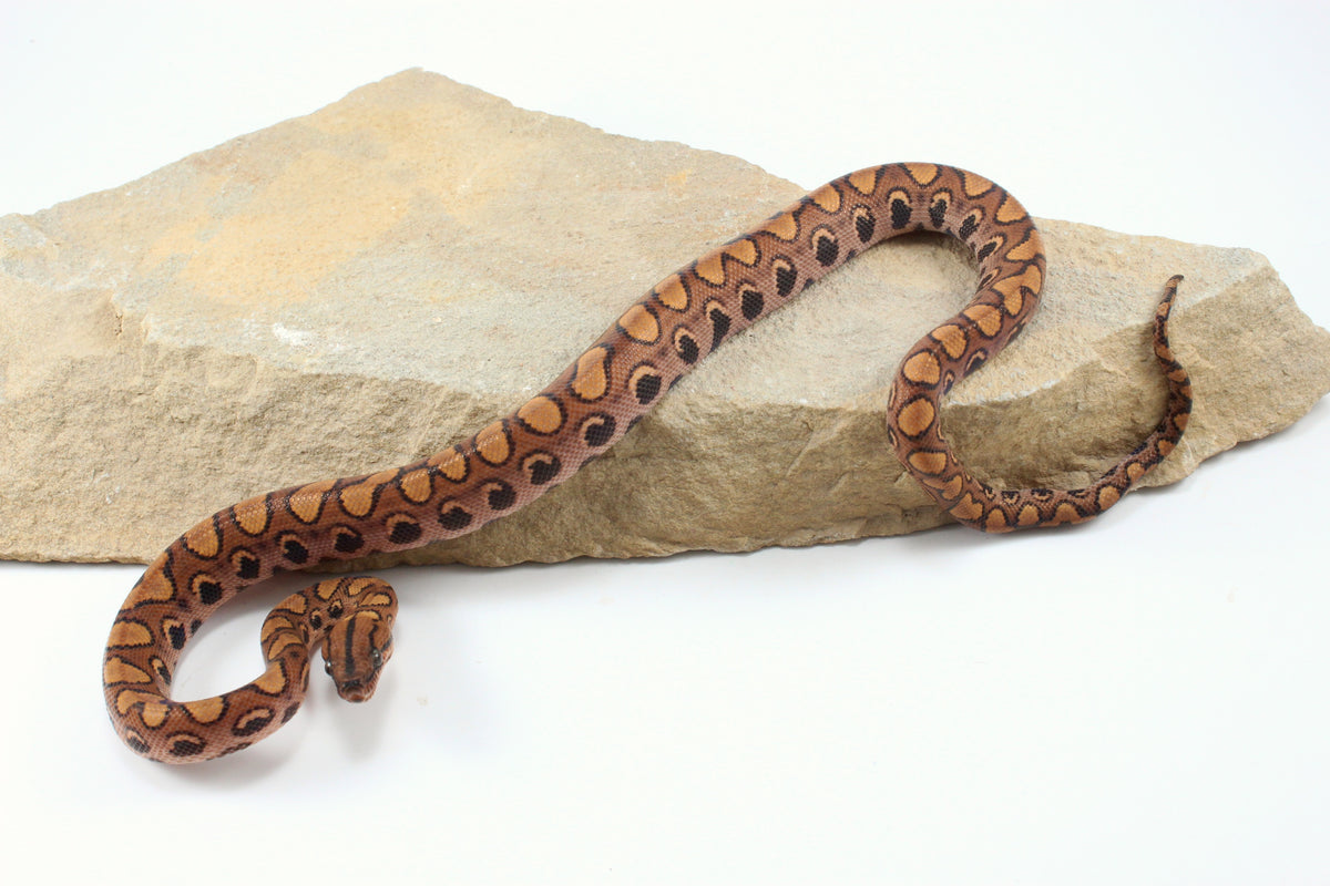Brazilian Rainbow Boa