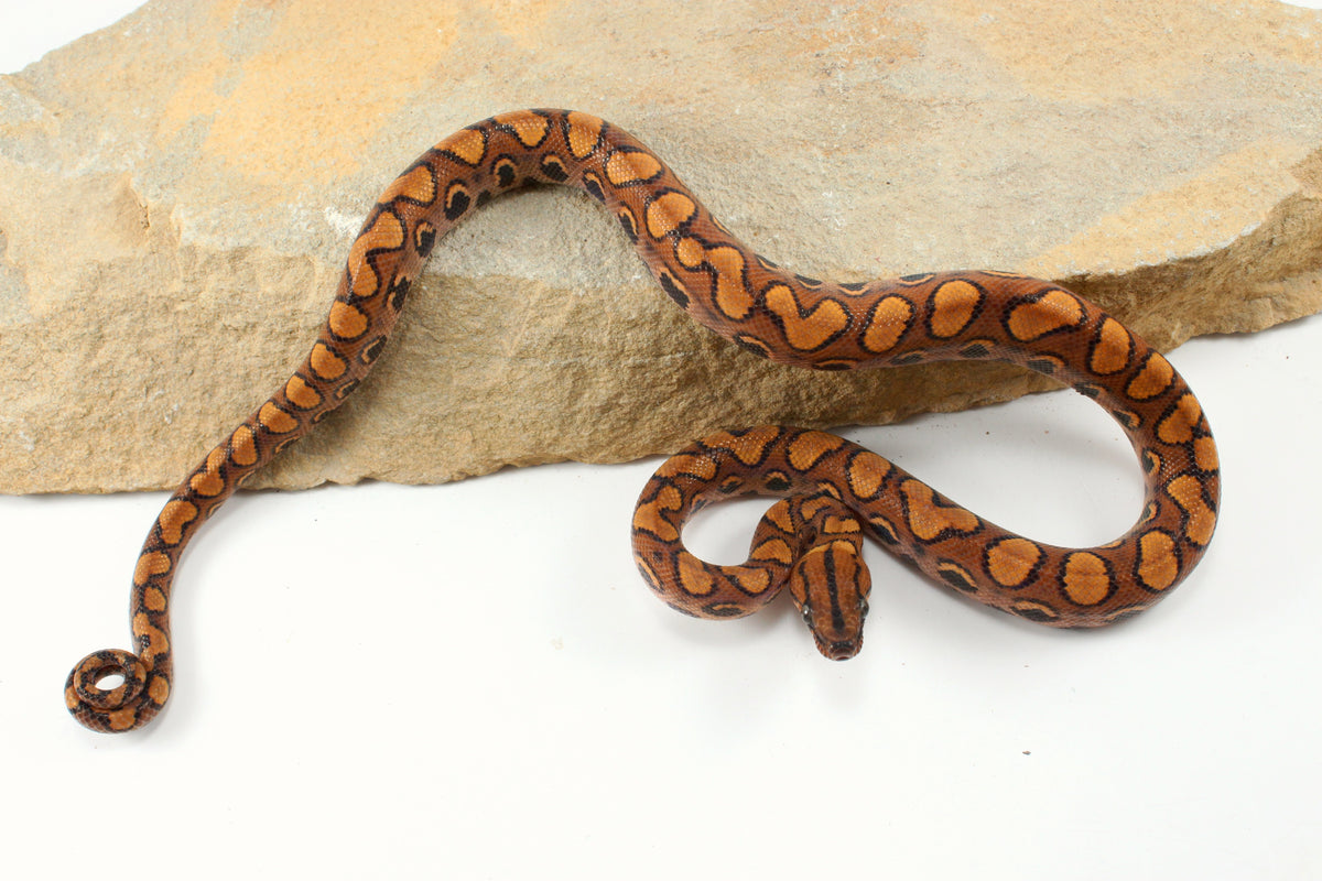Brazilian Rainbow Boa